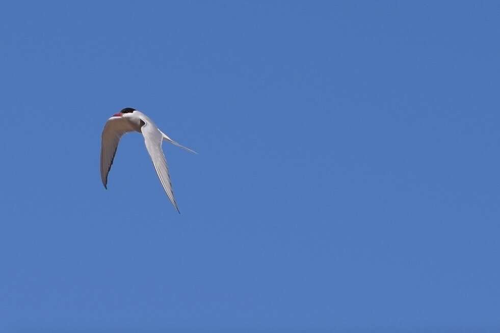 Image of Arctic Tern