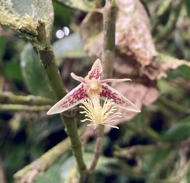 Dendrobium scopa Lindl. resmi