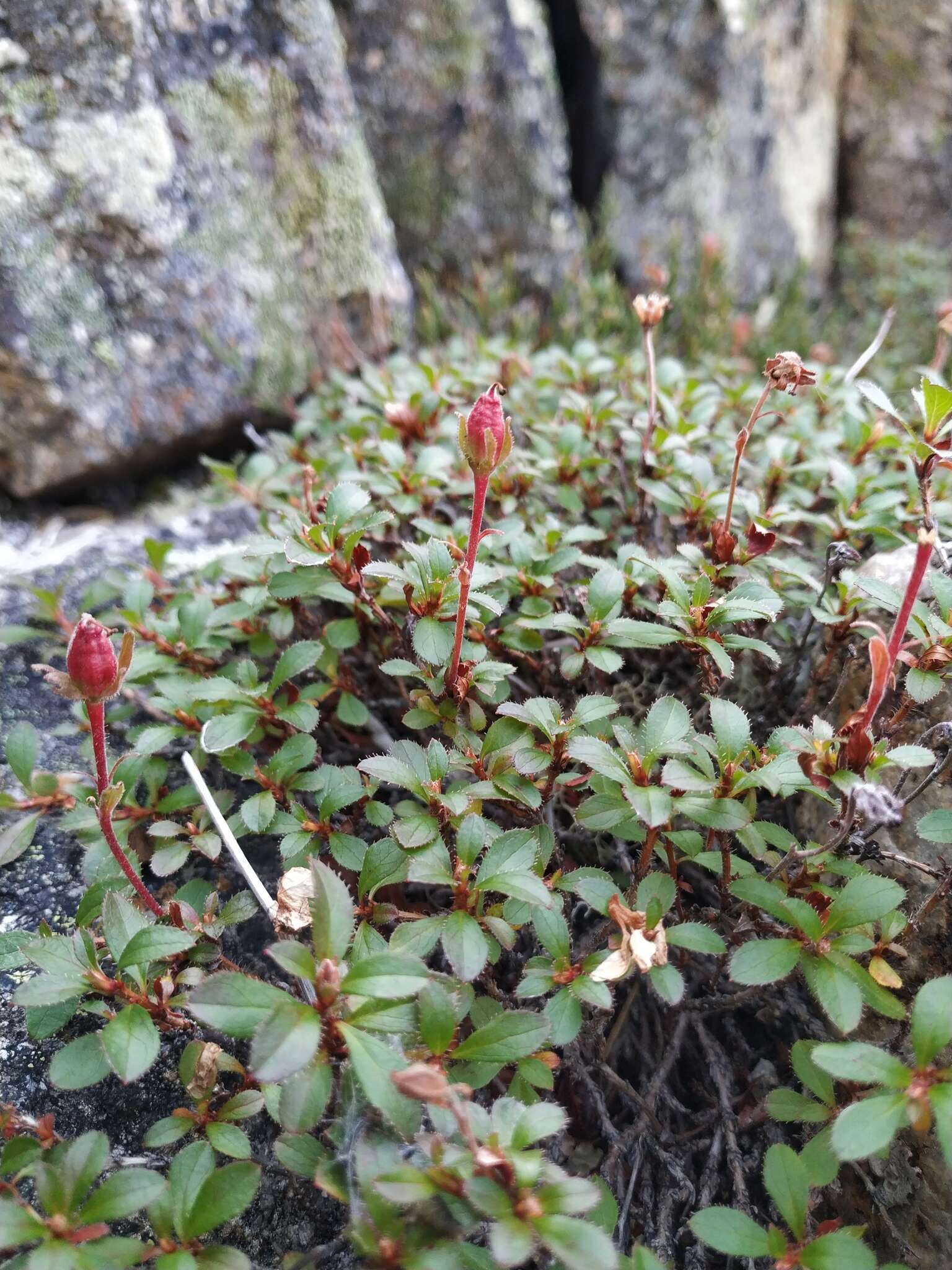 Слика од Rhododendron redowskianum Maxim.