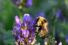 صورة Bombus laesus Morawitz 1875