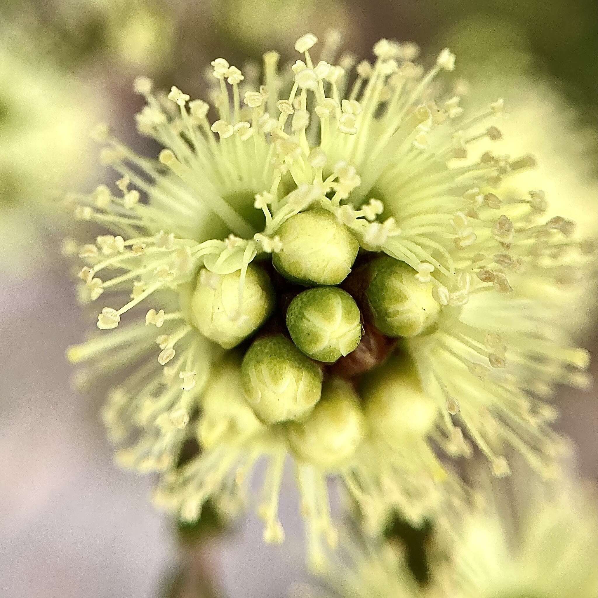 صورة Kunzea sulphurea Tovey & P. Morris