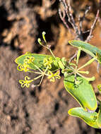 Image of Stenocarpus umbelliferus (J. R. & G. Forst.) Druce