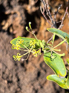 Image of Stenocarpus umbelliferus (J. R. & G. Forst.) Druce