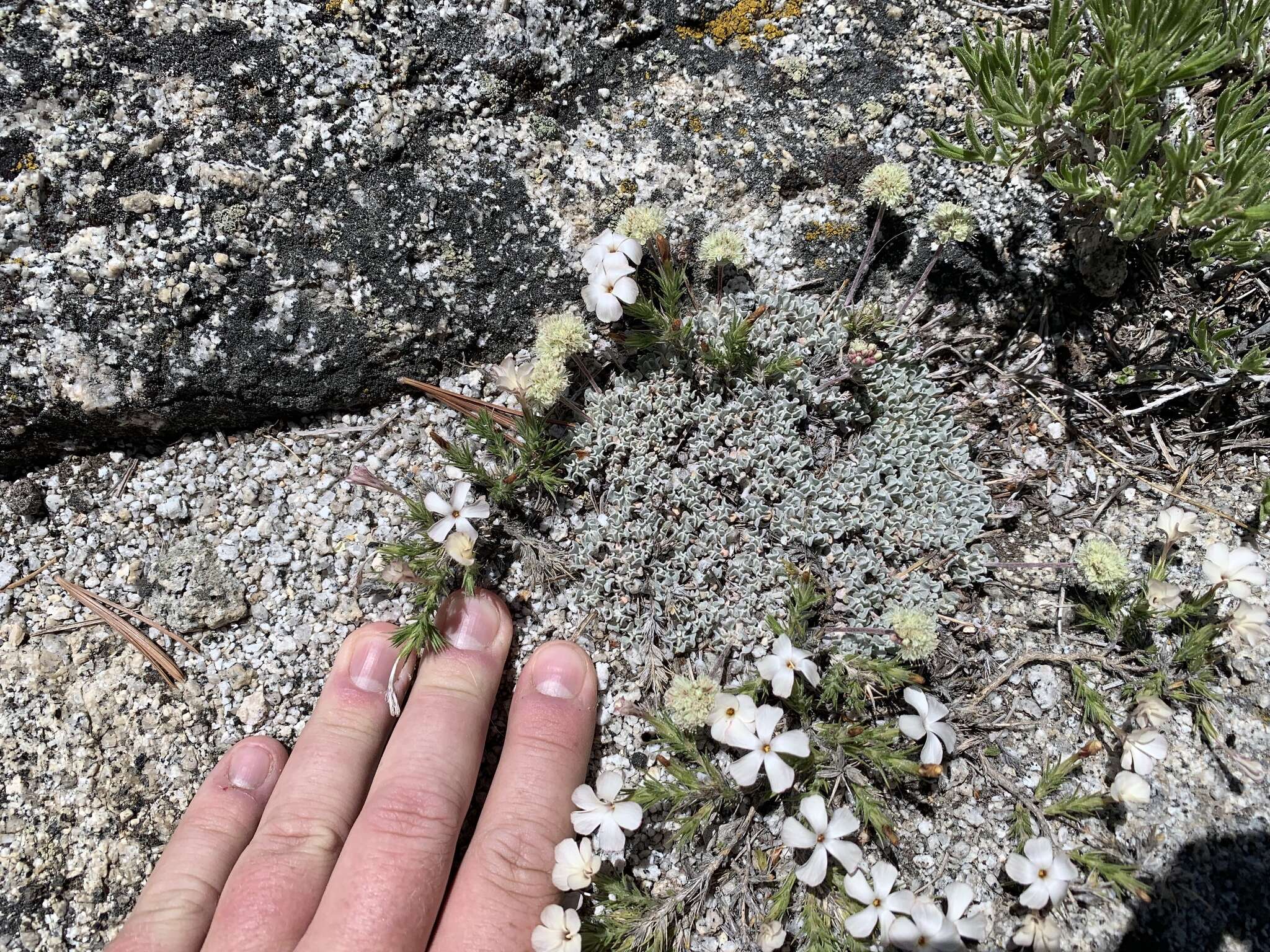 Imagem de Eriogonum ovalifolium var. nivale (Canby ex Coville) M. E. Jones