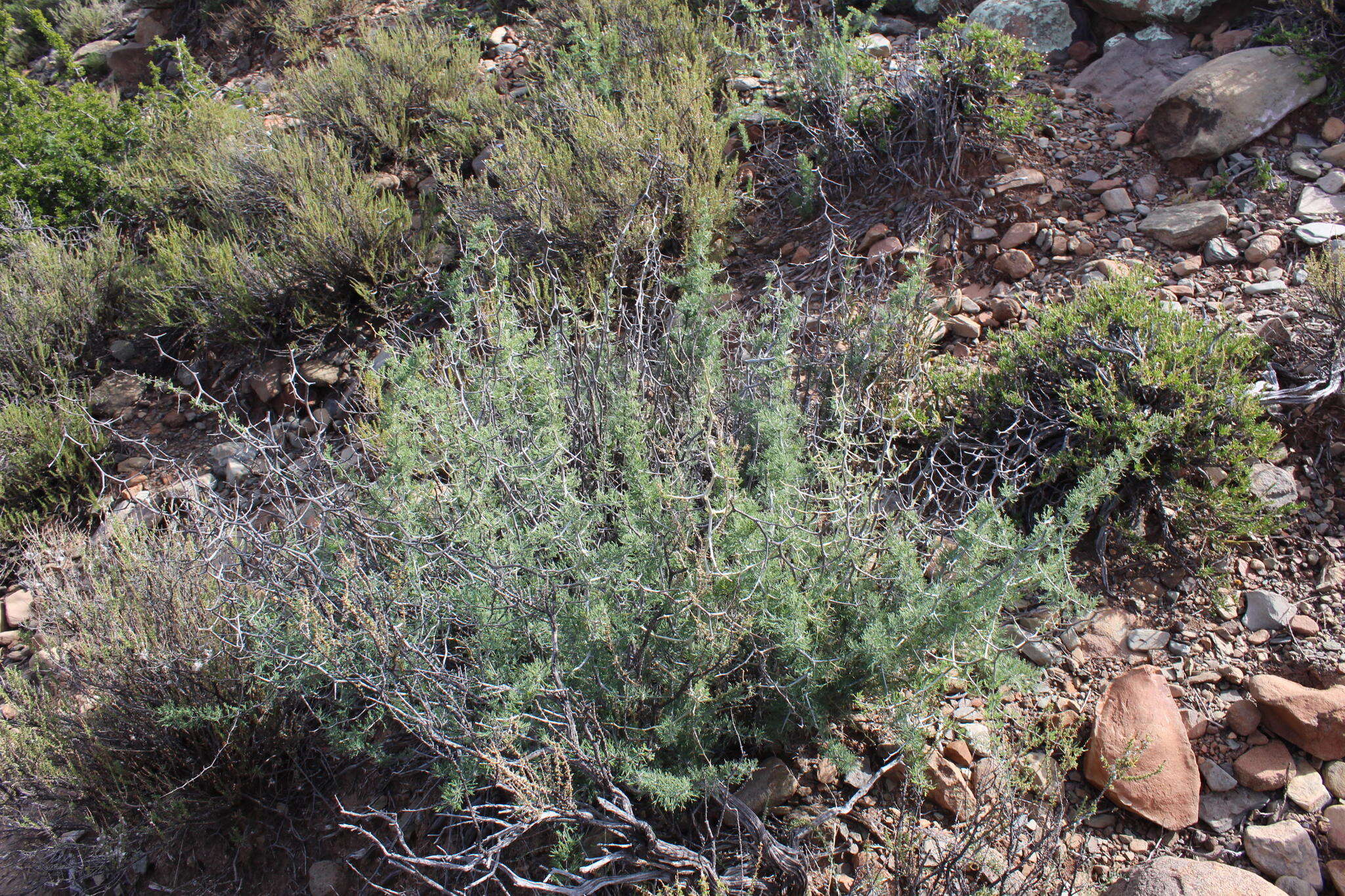 Image of Asparagus burchellii Baker