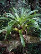 Image of Tillandsia deppeana Steud.