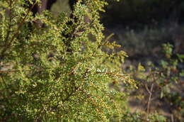 Image of Juniperus oxycedrus subsp. transtagana Franco