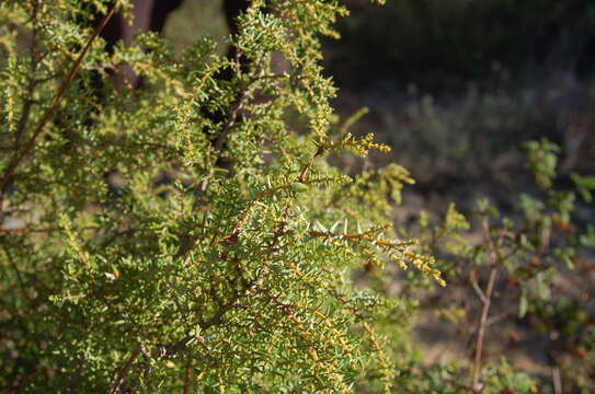 Imagem de Juniperus oxycedrus subsp. transtagana Franco