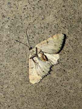 Image of Creosote Moth