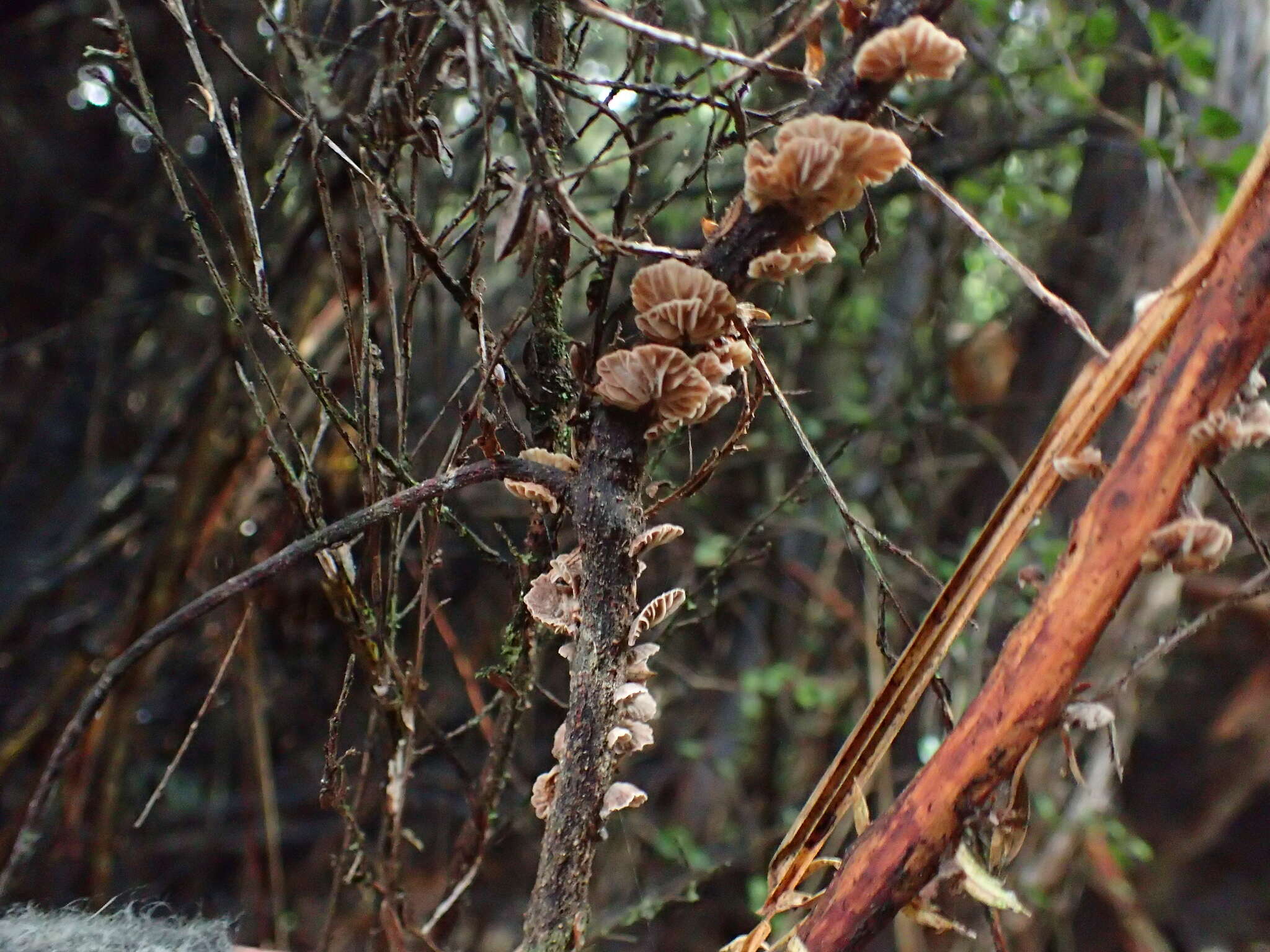 Image de Gymnopus imbricatus J. A. Cooper & P. Leonard 2013