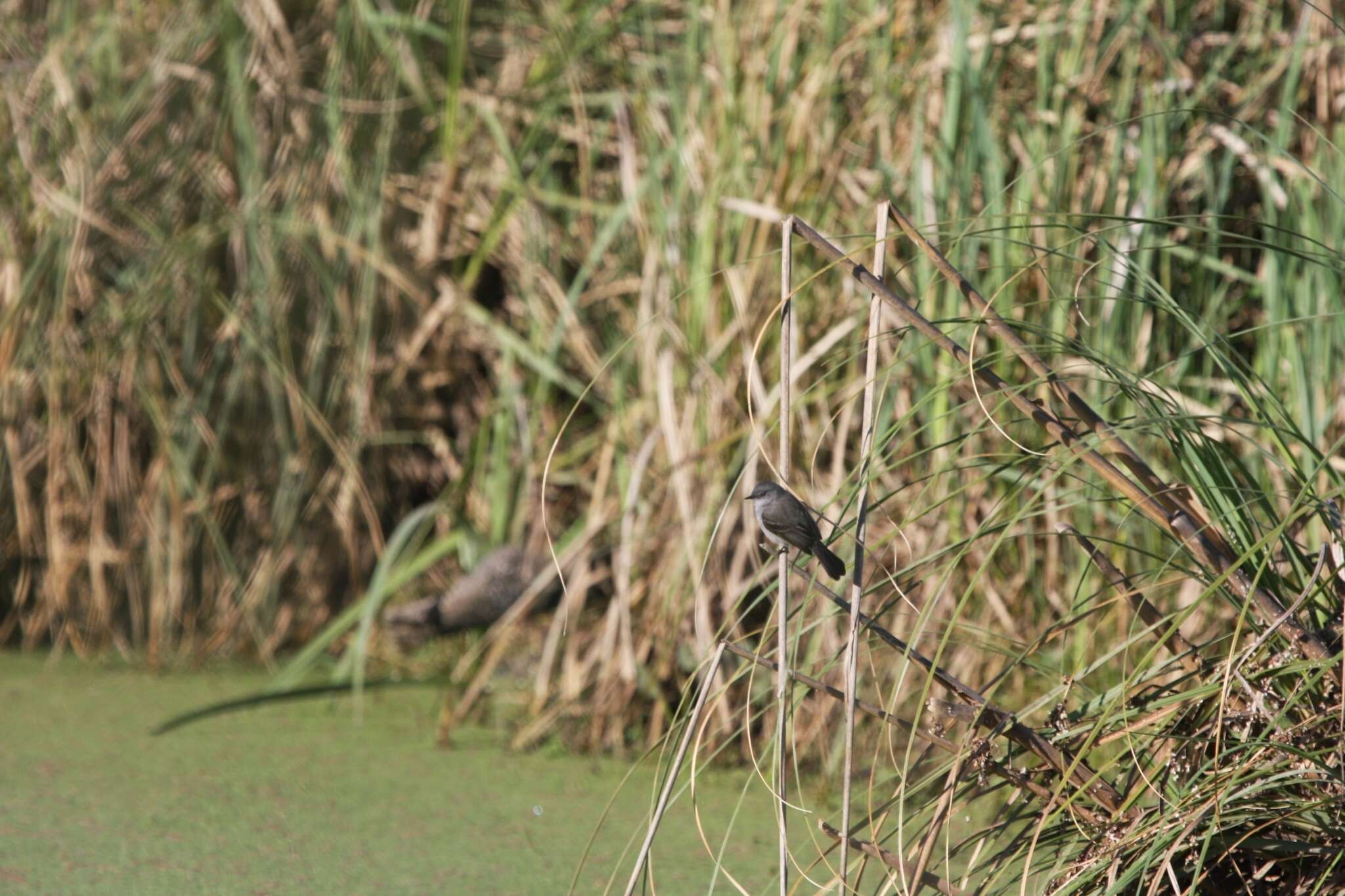 Image of Sooty Tyrannulet