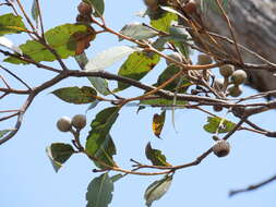 Image of Albany Blackbutt