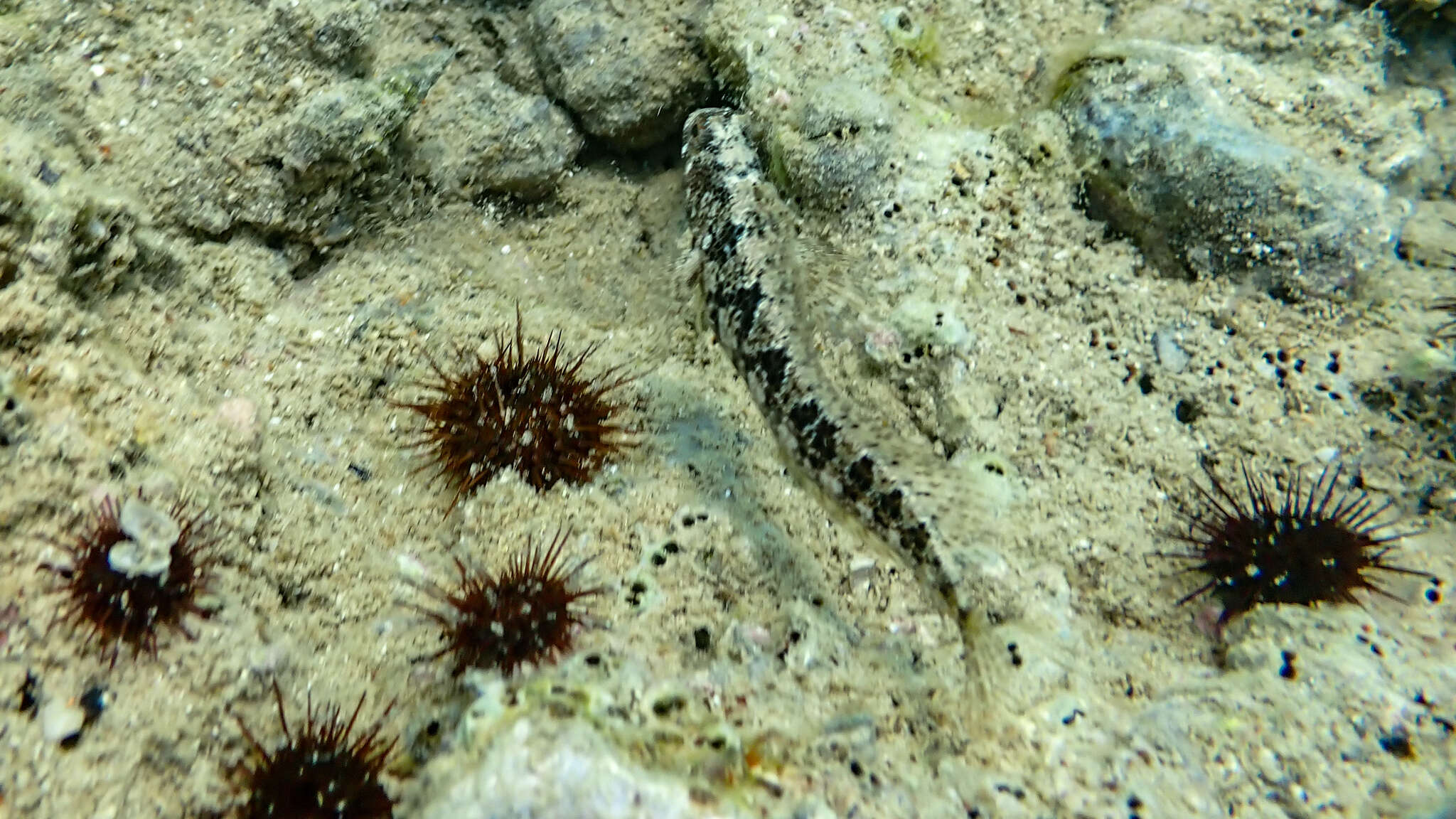 Image of Tentacled Blenny