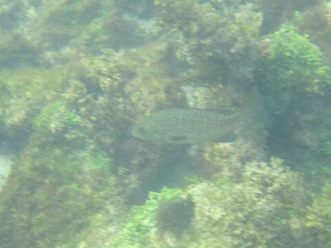 Image of Grouper