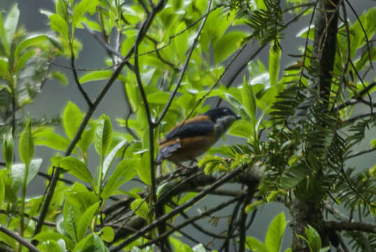 Image of Black-headed Shrike-Babbler