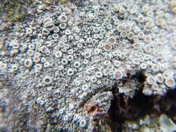 Image of Bumpy rim-lichen;   Rim lichen
