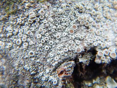 Image de Lecanora hybocarpa (Tuck.) Brodo