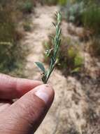 Image of Psoralea alata (Thunb.) T. M. Salter