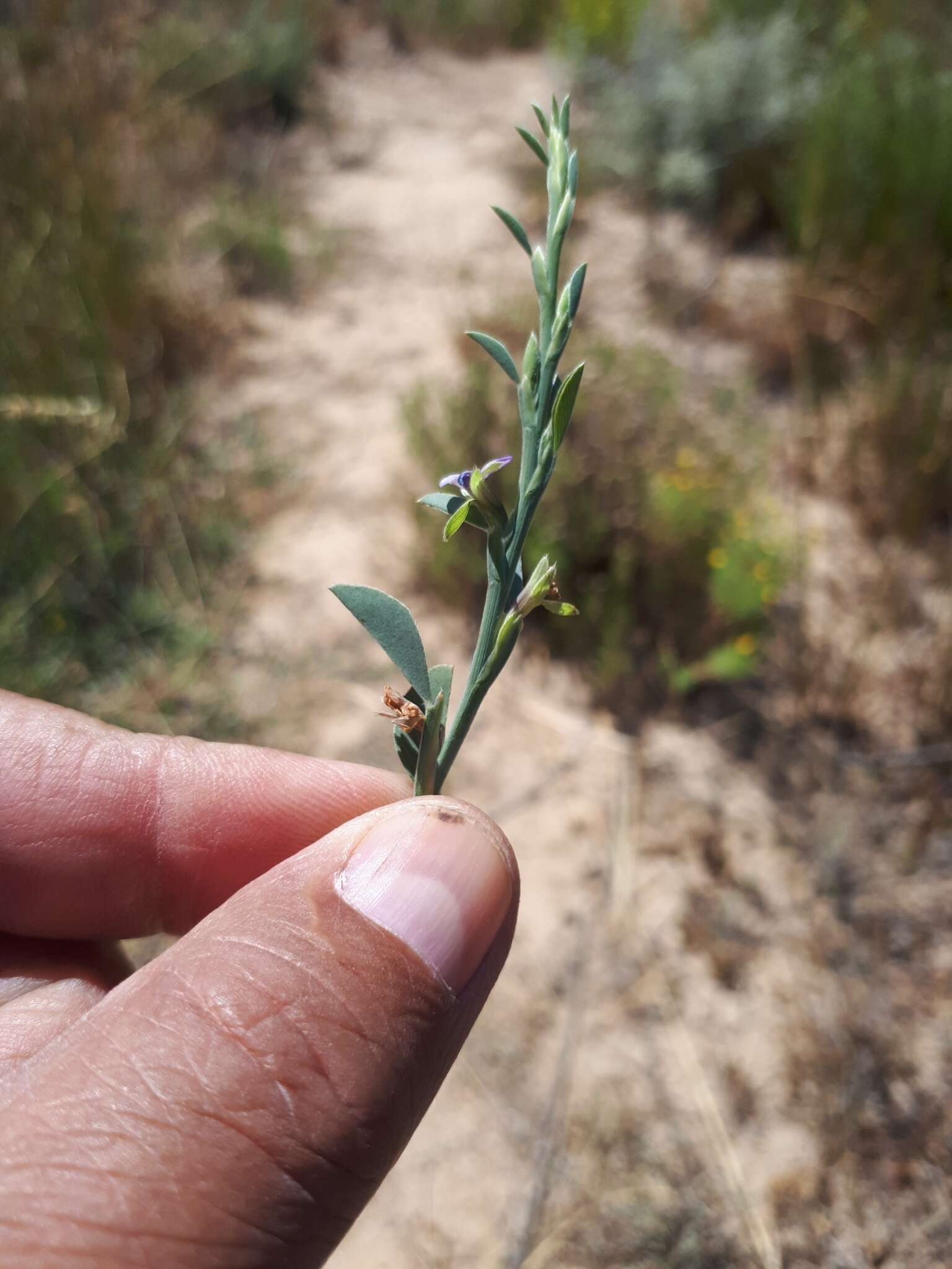 Image of Psoralea alata (Thunb.) T. M. Salter