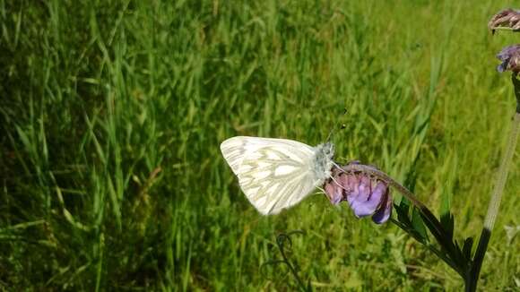 صورة <i>Pontia occidentalis nelsoni</i>