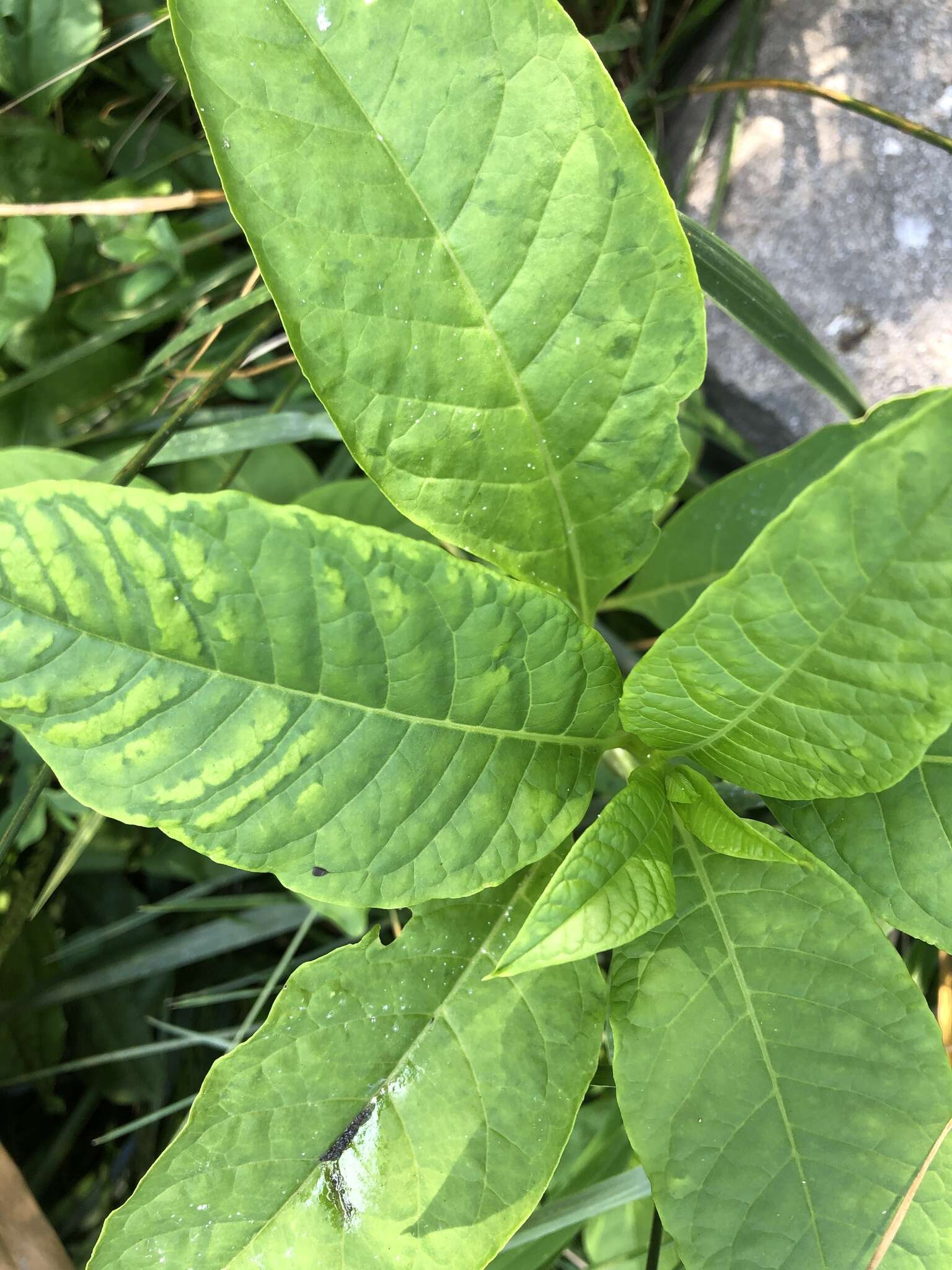 Sivun Pokeweed mosaic virus kuva