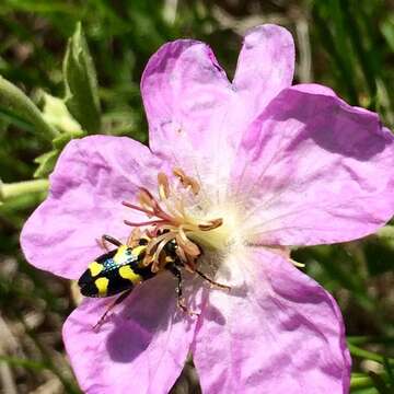 Image of Ornate Checkered Beetle