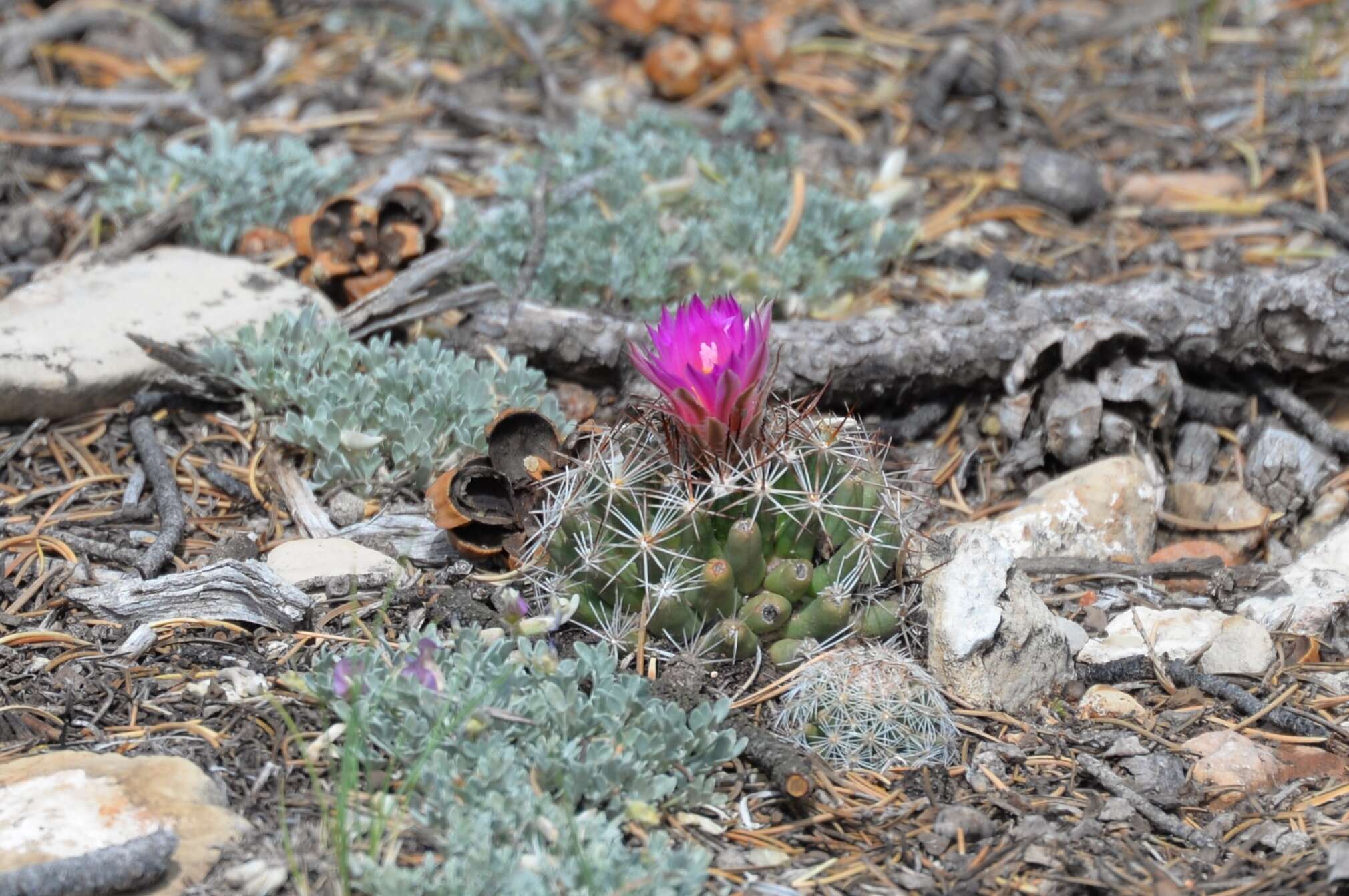 Image of Pincushion Cactus