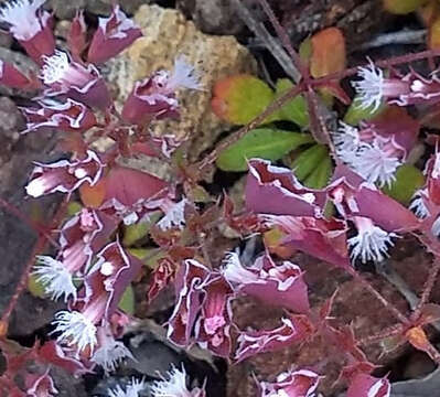 Image de Sidotheca emarginata (H. M. Hall) Reveal