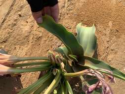 Image de Crinum graminicola I. Verd.