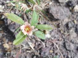 Image of bracted fanpetals