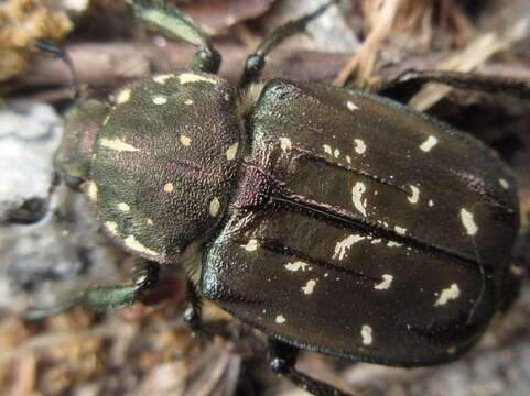 Image de Gnorimus subopacus Motschulsky 1860