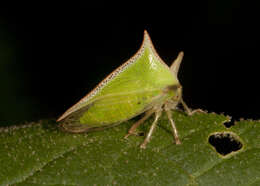 Image of Alchisme ustulata Fairmaire