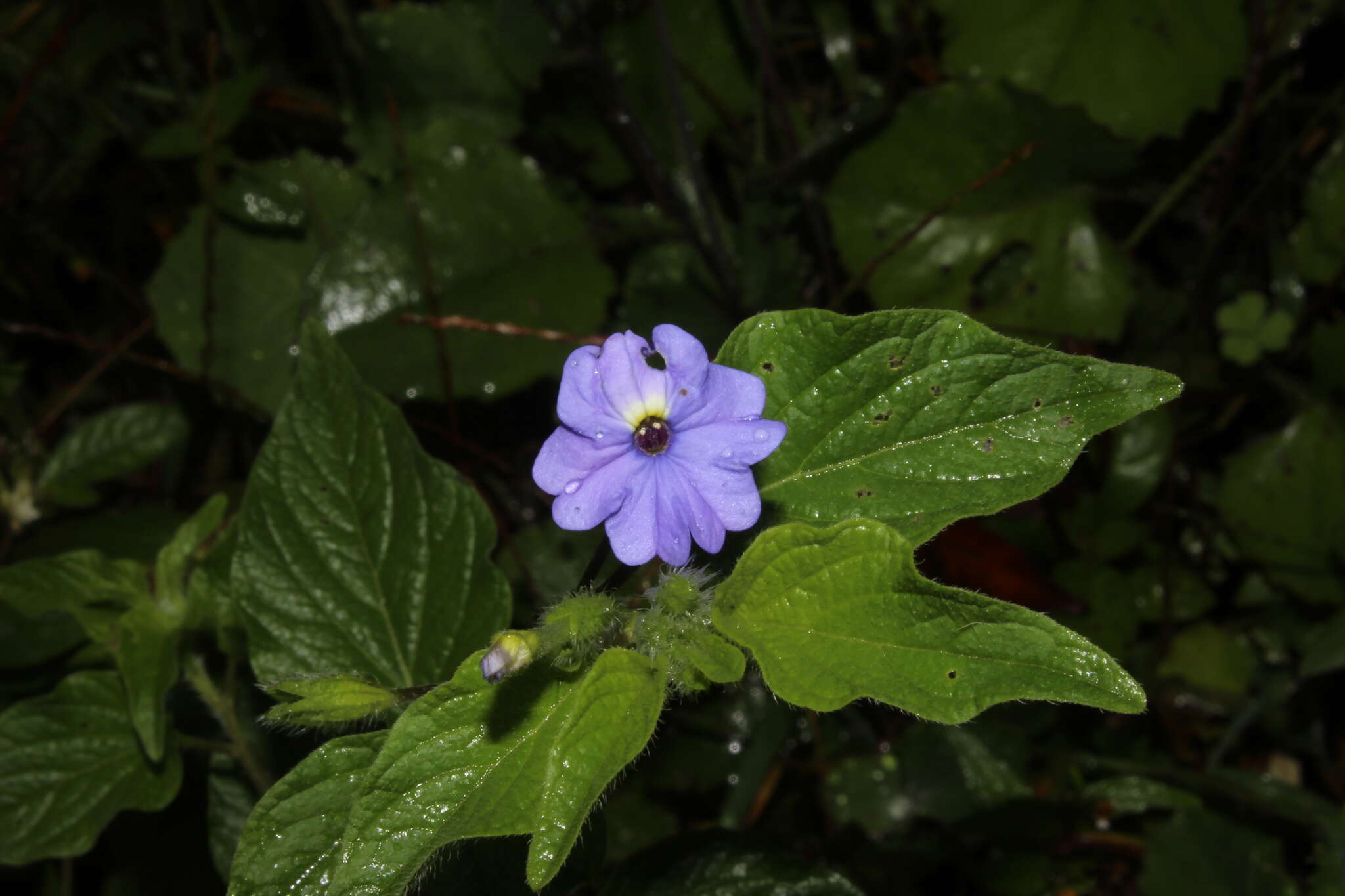 Image of Jamaican forget-me-not