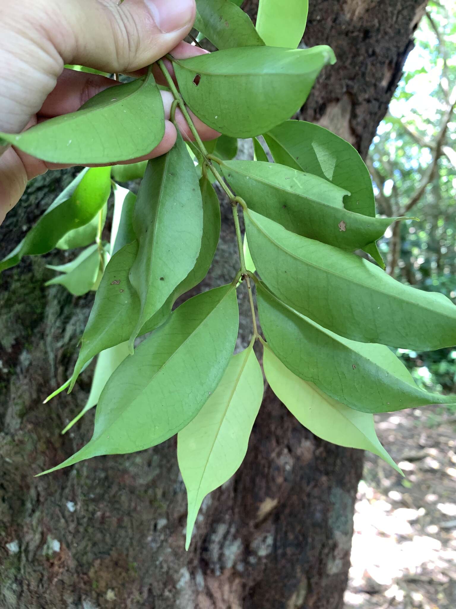 Image de Syzygium acuminatissimum (Bl.) DC.