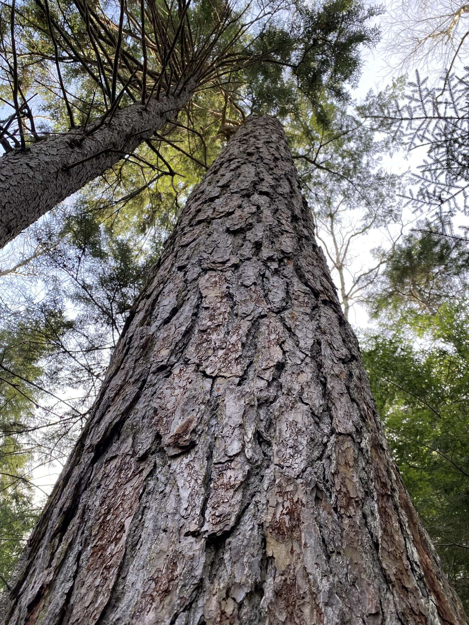 Image of needle lichen