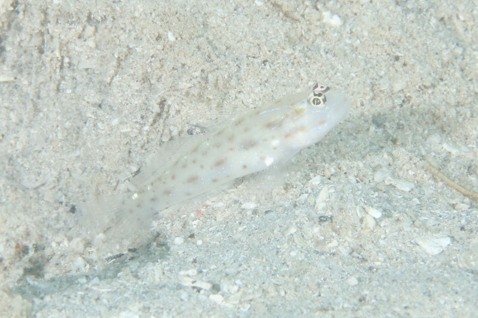 Image of Prawn-goby prawngoby shrimp-goby