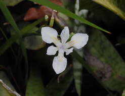 Image of Wild iris