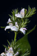 Image of Hairy buckweed