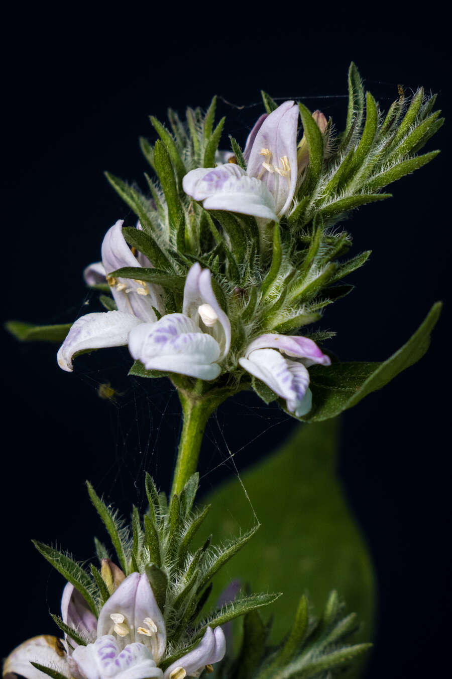 Sivun Isoglossa ciliata (Nees) Engl. kuva