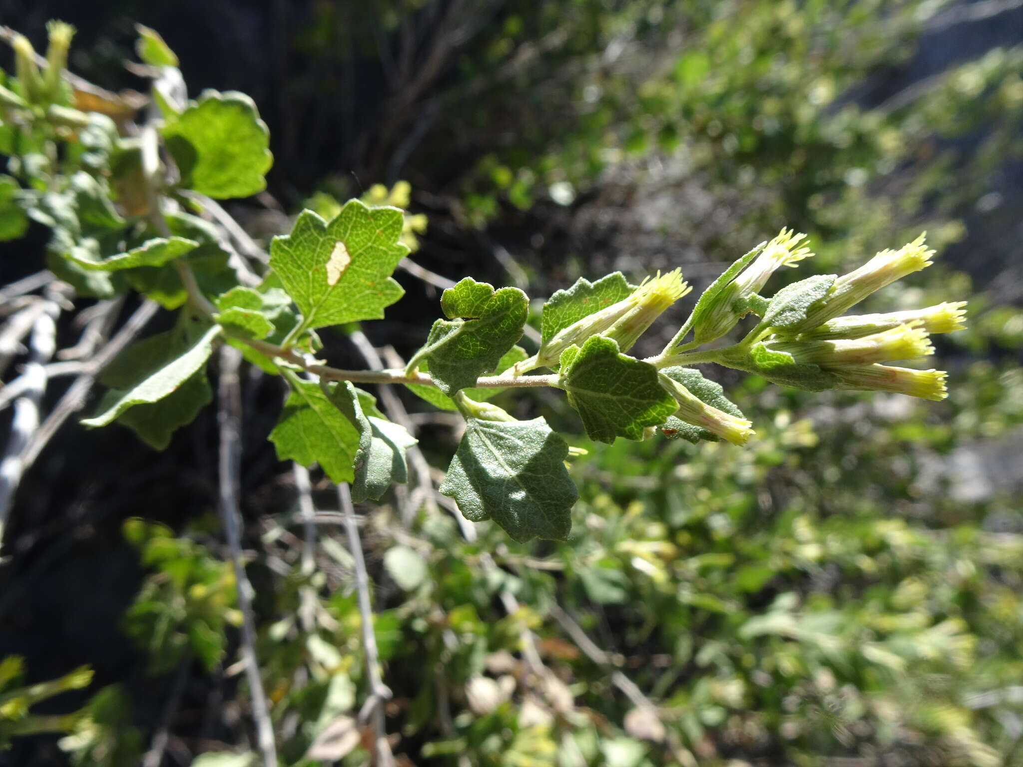 Imagem de Brickellia baccharidea A. Gray