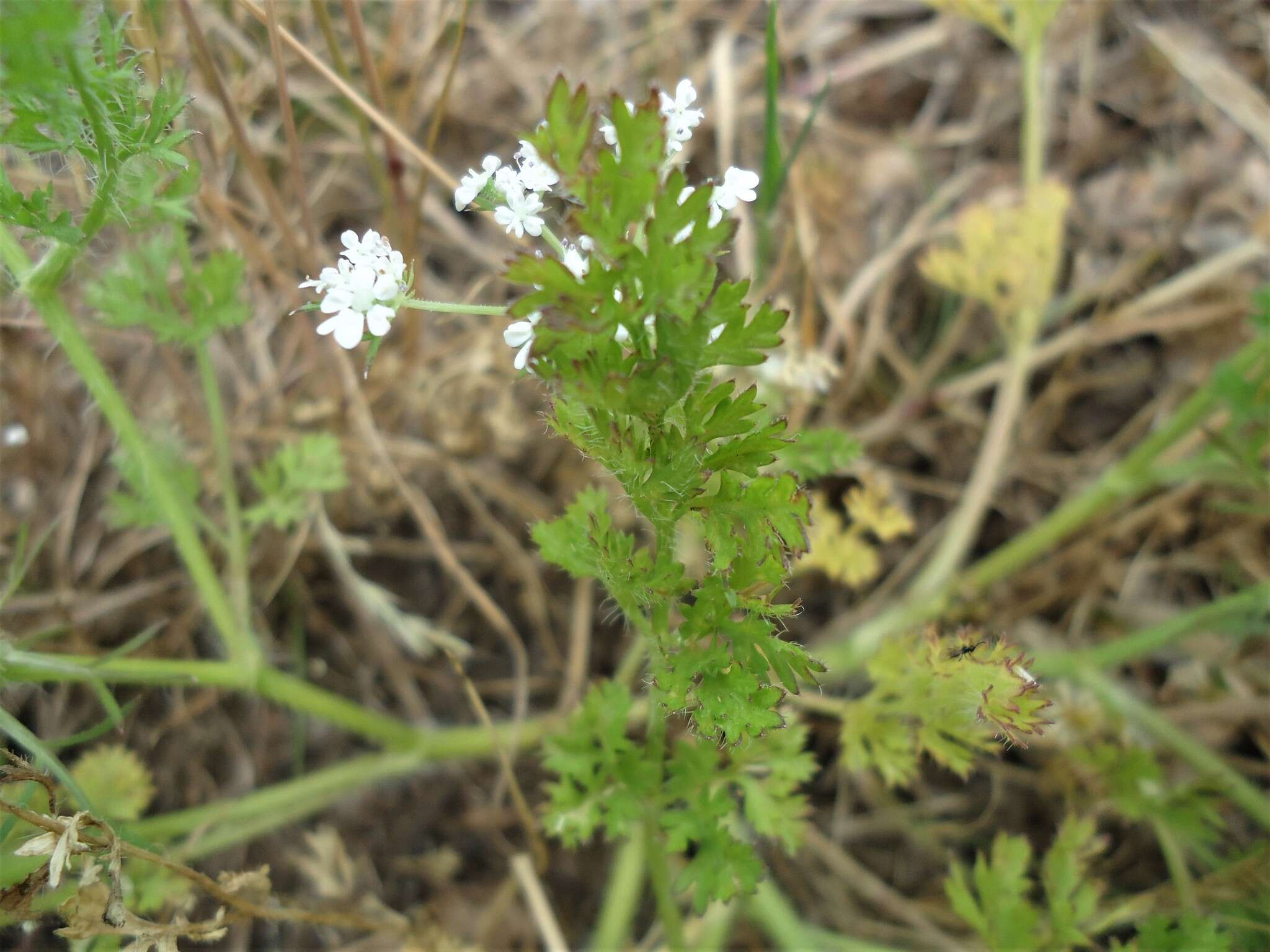 Слика од Daucus durieua Lange