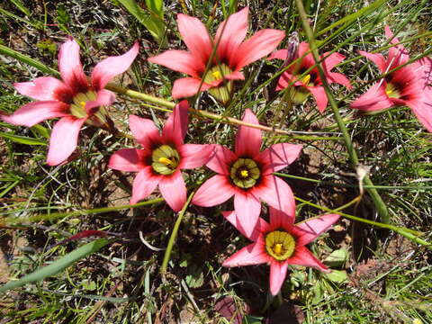 Image of Romulea eximia M. P. de Vos