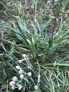 Imagem de Eryngium yuccifolium var. yuccifolium