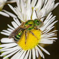 صورة Agapostemon sericeus (Förster 1771)