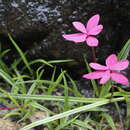 Image of Rhodohypoxis baurii var. baurii