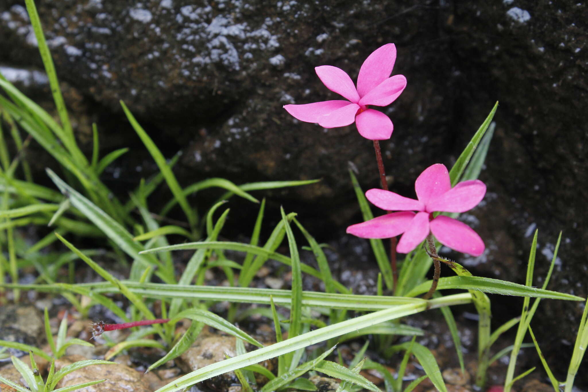 Image of Rhodohypoxis baurii var. baurii