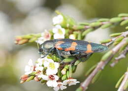 Image of Castiarina helmsi (Carter 1906)