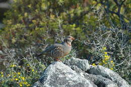 Image of Barbary Partridge