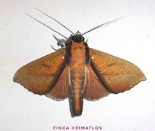 Image of Strophocerus albonotata Druce 1909