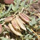 صورة Astragalus eastwoodiae var. debequaeus (S. L. Welsh) D. Isely